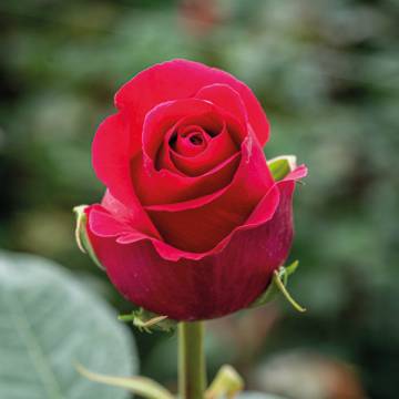 flor1